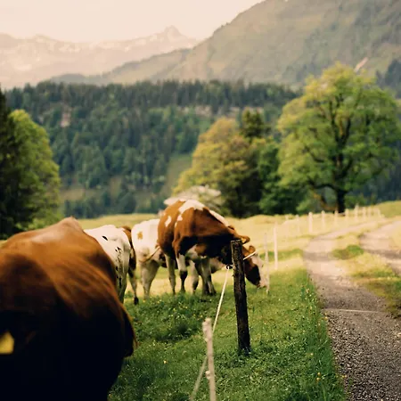 Hirschen - Fine Hotel, Restaurant&spa Hotel